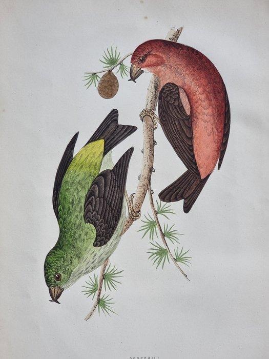 Francis Orpen Morris / Benjamin Fawcett - Lot of 28 plates, Antiek en Kunst, Antiek | Boeken en Bijbels