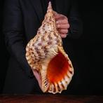 Grote maat - Triton Marine Shell - Extra kwaliteit., Nieuw