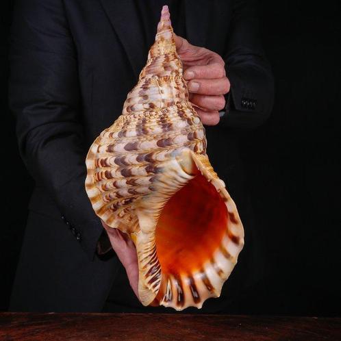 Grote maat - Triton Marine Shell - Extra kwaliteit., Verzamelen, Dierenverzamelingen