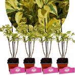 Sambucus nigra Madonna + Pot 9cm 4 stuks, Verzenden, Halfschaduw