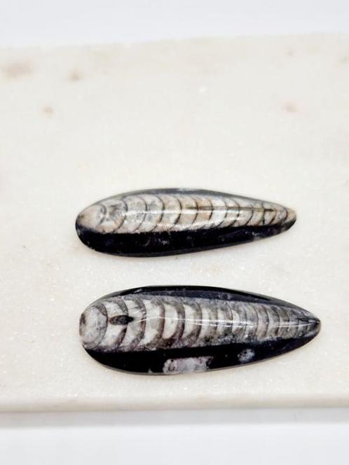 Orthoceras fossiel, Verzamelen, Mineralen en Fossielen, Ophalen of Verzenden