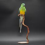 Roodrugparkiet Taxidermie volledige montage - Psephotus, Verzamelen, Nieuw