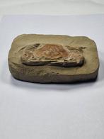 Krab - Gefossiliseerd dier - 12.6 cm, Verzamelen