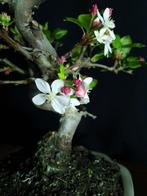 Appel bonsai – Geen minimumprijs - Hoogte (boom): 38 cm -
