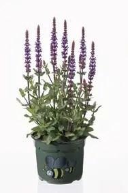 Salvia Nemorosa Caradonna Compact (paars, Donkerblauw), Tuin en Terras, Planten | Tuinplanten, Siergrassen, Vaste plant, Halfschaduw