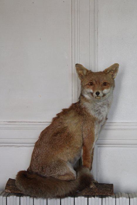 Jachttrofee, Antiek en Kunst, Curiosa en Brocante