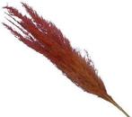 Pampasgras Two Tone Orange Oranje 75 cm 5 stuks, Ophalen of Verzenden, Nieuw