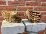 Wolharige mammoet - Fossiele kies - Mammuthus primigenius -