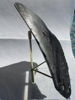 Megalodon - Fossiele tand - Carcharocles megalodon - 13.7 cm, Verzamelen, Mineralen en Fossielen