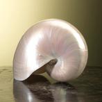 Nautilus Schelp Parelmoer Taxidermie Opgezette Dieren By Max, Verzamelen, Ophalen of Verzenden, Nieuw, Wild dier, Opgezet dier