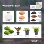 DIY Planten terrarium (met verlichting) - Bolder Bob - Ø 31, Verzenden