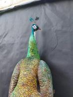 Groene pauw Taxidermie volledige montage - Pavo muticus -, Nieuw