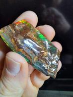 Ammoliet - Fossiel fragment - Placenticeras - 6.3 mm - 3 mm, Verzamelen, Mineralen en Fossielen