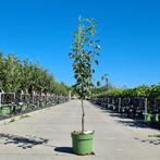 Pyrus Conference | Perenboom met lekkere handpeer