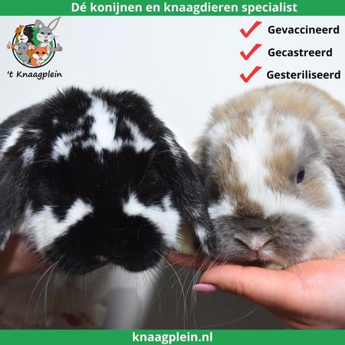 Gecastreerde en Gesteriliseerde konijnen - Vanaf 8 weken oud, Dieren en Toebehoren, Konijnen, Dwerg, Meerdere dieren, 0 tot 2 jaar