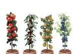 8 Winterharde fruitbomen: Kers, Pruim, Appel en Peer, Verzenden