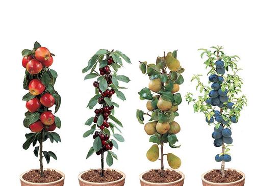 8 Winterharde fruitbomen: Kers, Pruim, Appel en Peer, Huis en Inrichting, Kamerplanten, Verzenden