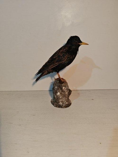 Aasgier Taxidermie volledige montage - Sturnus vulgaris - 28, Verzamelen, Dierenverzamelingen