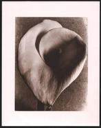 Tina Modotti - Calla 1925, Antiek en Kunst