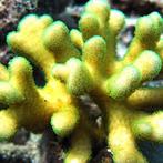 Stylophora Geel / Groen M (Ong. 7-8 cm), Ophalen of Verzenden, Nieuw
