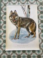 Willi Tismer - Wolf - jaren 1950