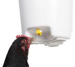 Drinkemmer kippen - Kip - Andere dieren, Dieren en Toebehoren, Verzenden, Nieuw