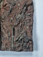 Crinoide - Gefossiliseerd dier - 18 cm (Zonder Minimumprijs), Verzamelen