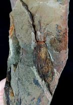 Primitieve echinoderm - Eocrinoidea!!! - Gefossiliseerd dier, Verzamelen, Mineralen en Fossielen