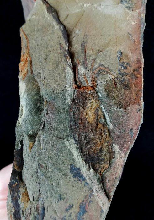 Primitieve echinoderm - Eocrinoidea!!! - Gefossiliseerd dier, Verzamelen, Mineralen en Fossielen