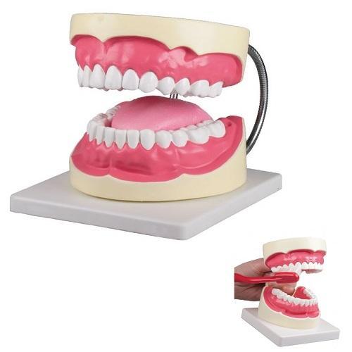 Anatomie model gebit poetssimulator, 3x ware grootte, Sport en Fitness, Massageproducten