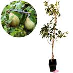 Pyrus communis ‘Triomphe de Vienne’ + pot 23cm, Verzenden, Volle zon