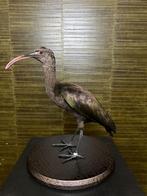 Puna-ibis Taxidermie Opgezette Dieren By Max, Ophalen of Verzenden, Nieuw, Vogel, Opgezet dier