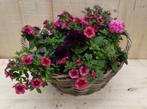 Rieten mand zomerbloeiers roze dia. 30 cm - Warentuin Natuur, Tuin en Terras, Nieuw, Verzenden