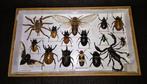 sculptuur, Lot van opgezette insecten - 35.5 cm - allerlei, Nieuw