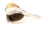 Knobbed Whelk *** Blitzschnecke mit Operculum*** Top Zustand, Antiek en Kunst