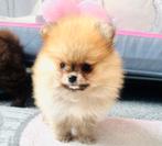 Mini pomeranian pomeriaan reutje.  Prachtig , NL nestje, Dieren en Toebehoren, Honden | Poolhonden, Keeshonden en Oertypen, Particulier