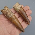 Dinosaurus - Fossiele tanden - Spinosaurus aegyptiacus - 87