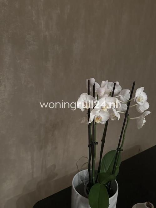 Woningruil - Zernikeplaats 333 - 4 kamers en Rotterdam, Huizen en Kamers, Woningruil, Rotterdam