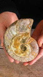 Ammoniet - Gefossiliseerd dier - Aioloceras (Cleoniceras), Verzamelen, Nieuw