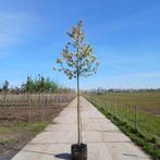 Sierappel boom in diverse maten, Tuin en Terras, Planten | Bomen