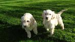 Golden Cocker doodle puppie,s, Dieren en Toebehoren, Parvo, Nederland, Overige rassen, 8 tot 15 weken
