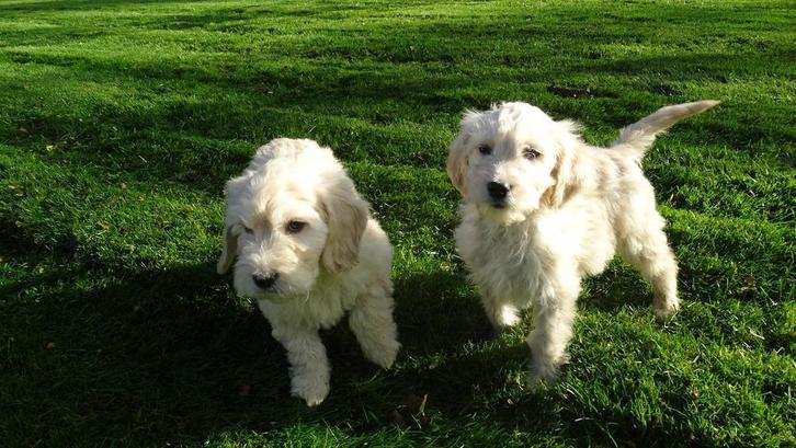 Golden Cocker doodle puppie,s, Dieren en Toebehoren, Honden | Retrievers, Spaniëls en Waterhonden, Meerdere, Meerdere dieren, CDV (hondenziekte)