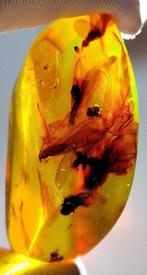 FOSSIL-ONDERDEELIG!! Dominicaanse amber - 85 ct- 17 g