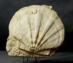 Mooie en decoratieve fossielschelp - Op standaard -, Verzamelen