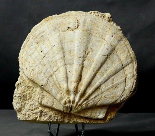 Mooie en decoratieve fossielschelp - Op standaard -, Verzamelen, Mineralen en Fossielen