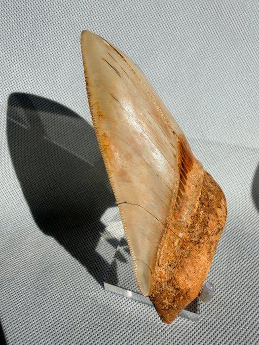 Megalodon - Fossiele tand - Carcharocles megalodon - 12 cm, Verzamelen, Mineralen en Fossielen