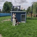 Geïsoleerd hondenhok op pallet geleverd nachthok, Dieren en Toebehoren, Hondenhokken, 110 cm of meer, 65 tot 100 cm, Ophalen of Verzenden