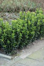 Japanse Kardinaalsmuts Euonymus Japonicus Green Spire Pot, Tuin en Terras, Planten | Tuinplanten