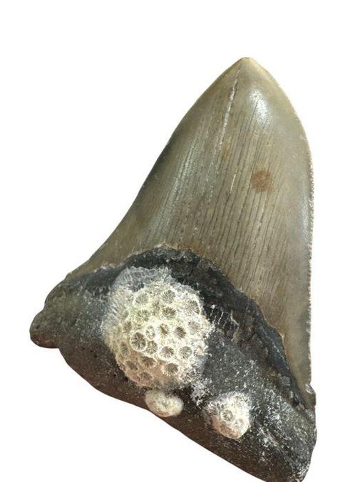 Haai - Fossiele tand - Tiburon Megalodon - 9.8 cm - 7.2 cm, Verzamelen, Mineralen en Fossielen