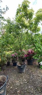 Zelkova Serrata meerstammig Japanse Iep 300cm, Ophalen